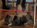 Zodiacon 2012 414.jpg